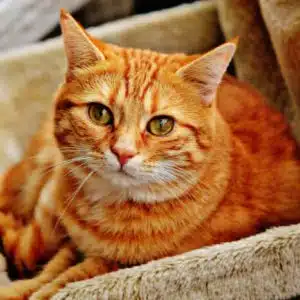Hypnose pour les animaux – 3h